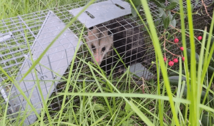 Wildlife Removal